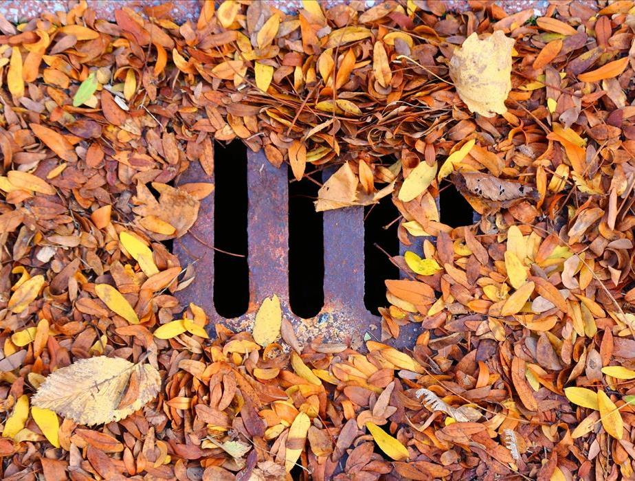 A storm drain with multi color leaves around it clogging it. 