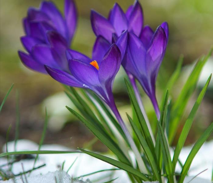 Purple flower blossoming in the snow
